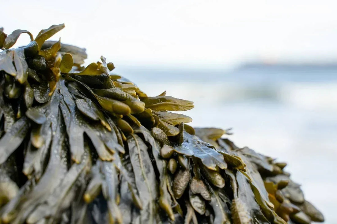 The Sea's Quiet Firming Secret: Why We Reach for Fucus Vesiculosus in Sotria's Firming Body Oil and Whole Body Infusion?